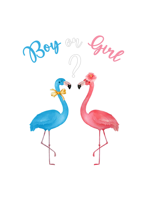 Flamingos