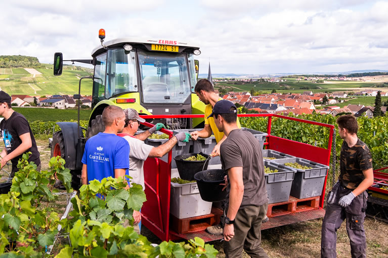 vigne Castelnau