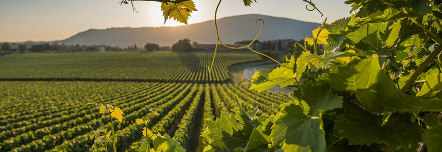 Franciacorta e cantine