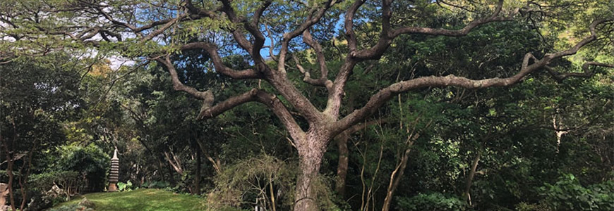 Quercia mizunara per whisky giapponesi