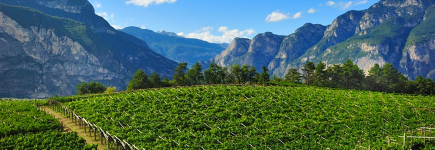 Trento DOC e cantine