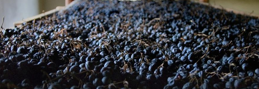 Uve Amarone della Valpolicella