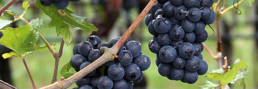 Uve vini rossi dell'Alto Adige