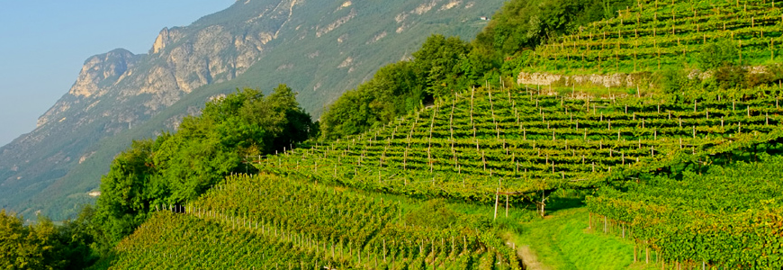 Vigneti vini rossi dell'Alto Adige