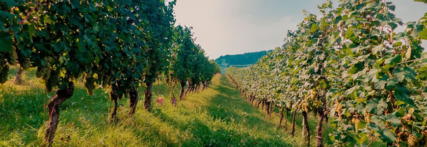 Vitigni e terroir vino bianco piemontese