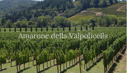 Amarone, il Grande Amaro della Valpolicella