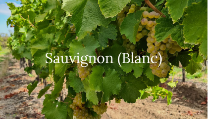 Il Sauvignon: vino, abbinamenti e grandi nomi da provare
