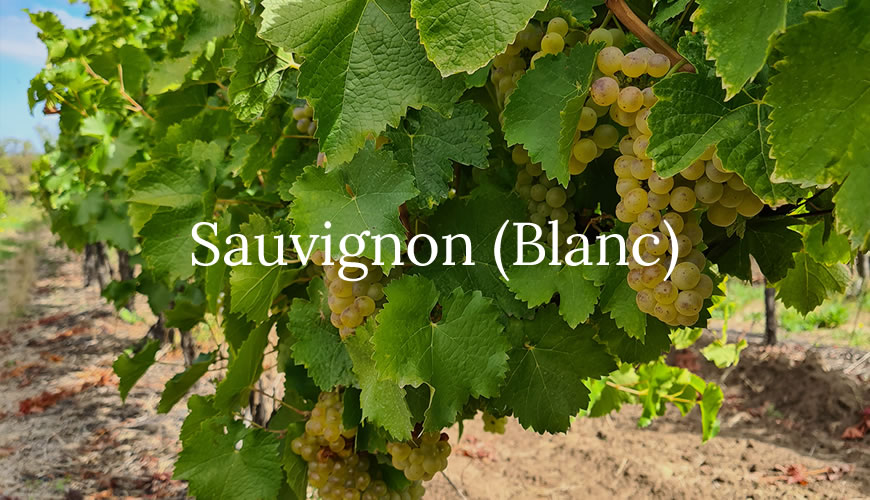 Il Sauvignon: vino, abbinamenti e grandi nomi da provare