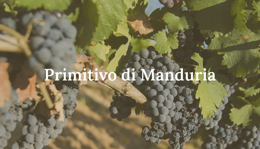 Primitivo di Manduria: di più sul rosso‐icona del Salento
