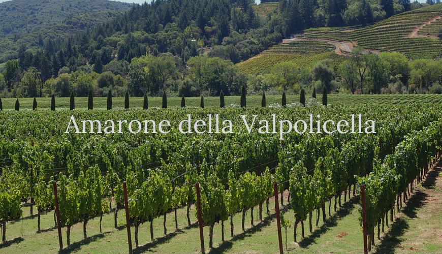 Amarone, il Grande Amaro della Valpolicella